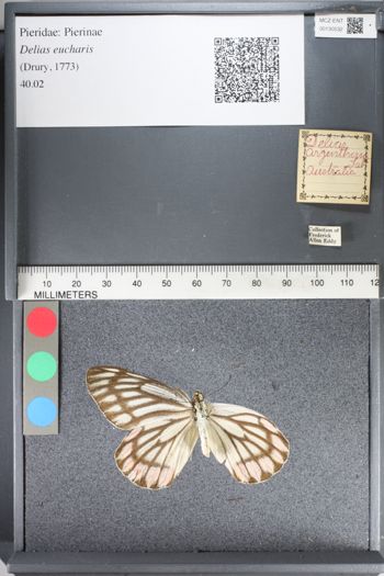 Media type: image;   Entomology 130532